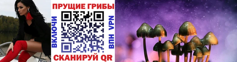 Галлюциногенные грибы Psilocybine cubensis  Купить  Менделеевск 